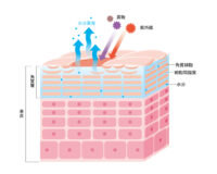 사람 피부의 보습 구조!